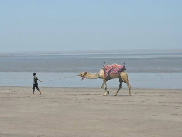 Camel and horse rides at daman beach easywaycabs